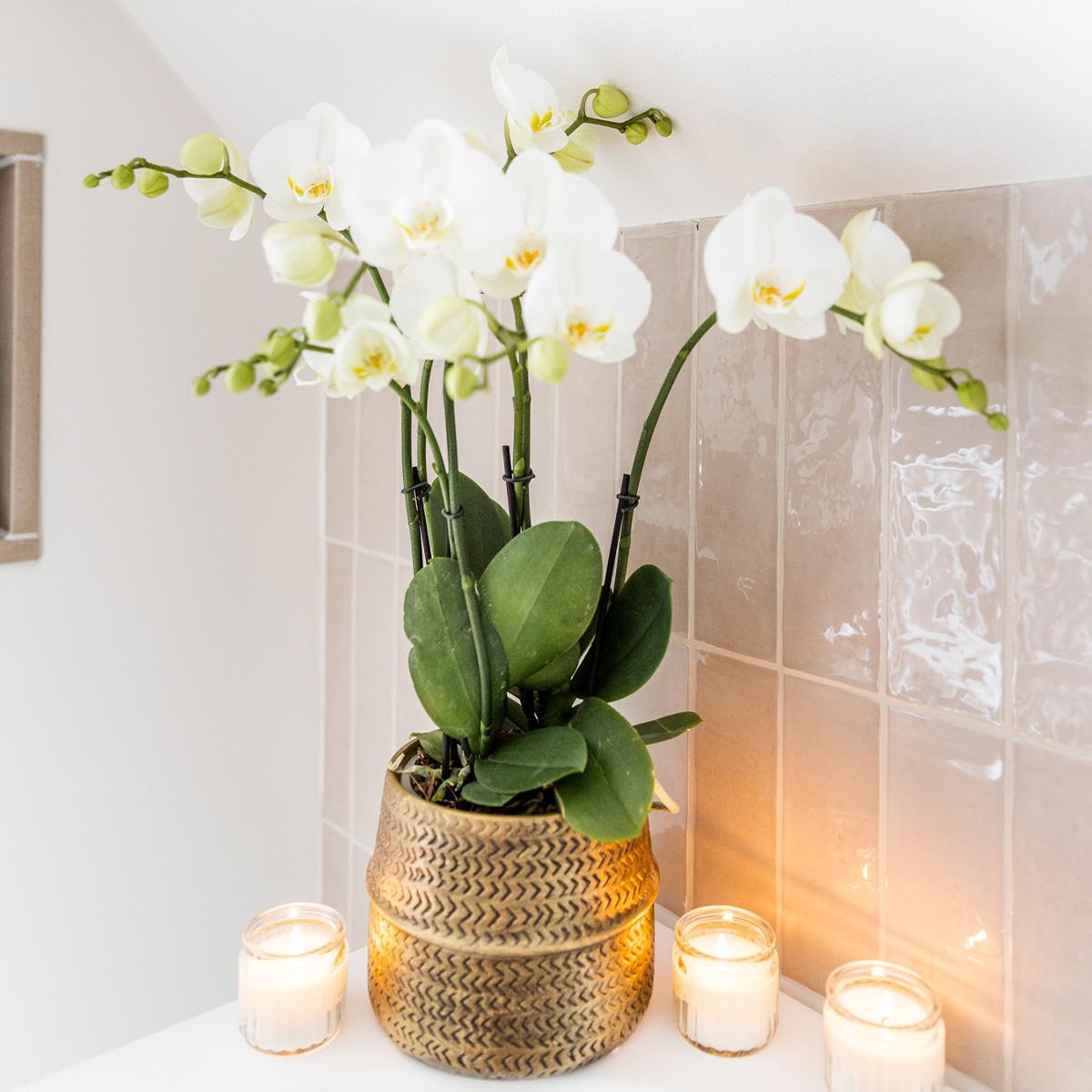 Orchidée Phalaenopsis blanche en pot
