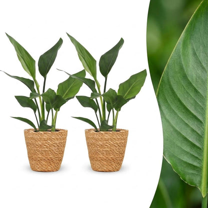 Deux Strelitzia Reginea avec un feuillage vert foncé et un pot de 12cm, chacun dans un élégant cache-pot en panier tressé de couleur