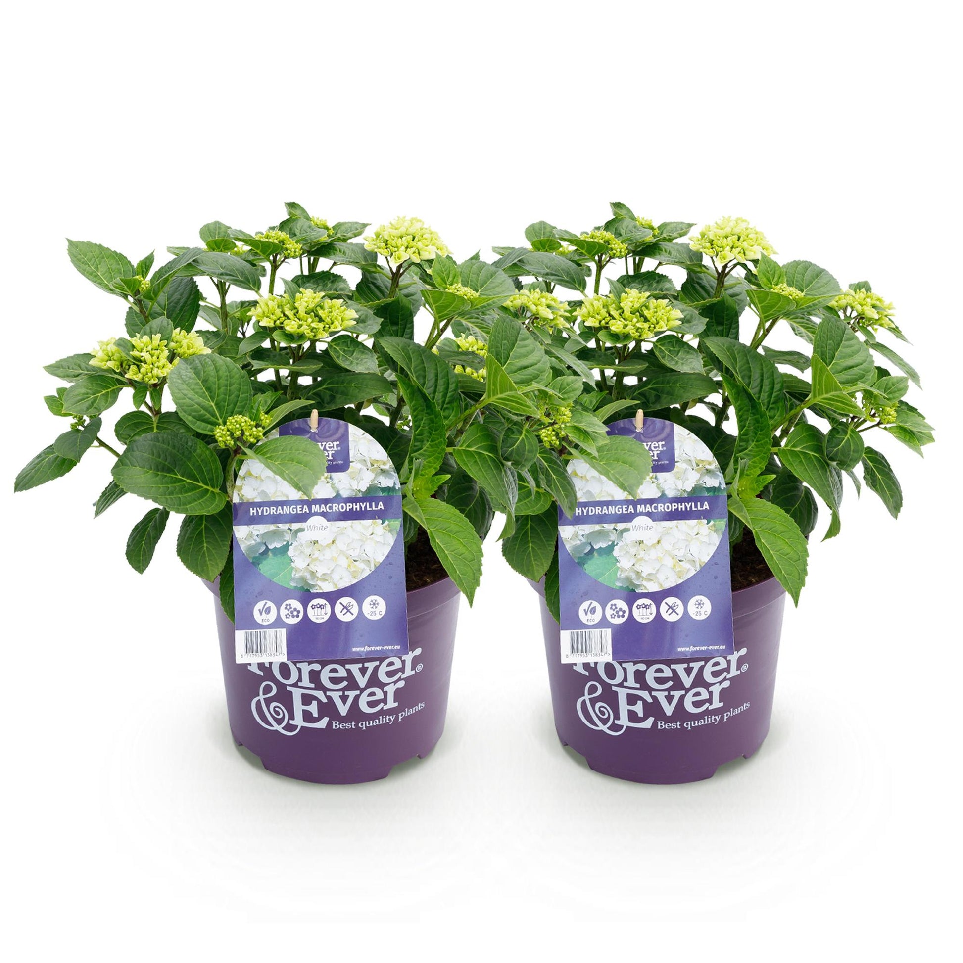 Hortensia Hydrangea Forever & Ever. Deux plants d'hortensia blancs en pots violets, alignés sur un fond blanc uni, prêts à être plantés.