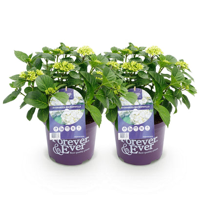 Hortensia Hydrangea Forever & Ever. Deux plants d'hortensia blancs en pots violets, alignés sur un fond blanc uni, prêts à être plantés.