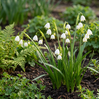 Nivéoles d'été (Leucojum) en pleine floraison dans un jardin, avec leurs clochettes blanches délicates.