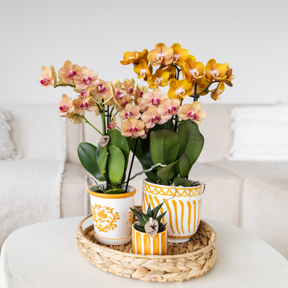 Orchidée Phalaenopsis orange en pot