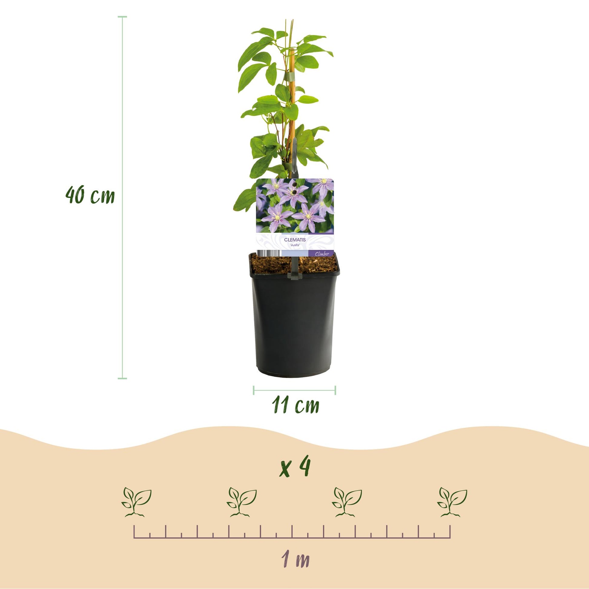 Clématite Justa : un plant en pot de 11 cm affichant 40 cm de hauteur, avec un schéma d'espacement de 1 mètre pour 4 plants.