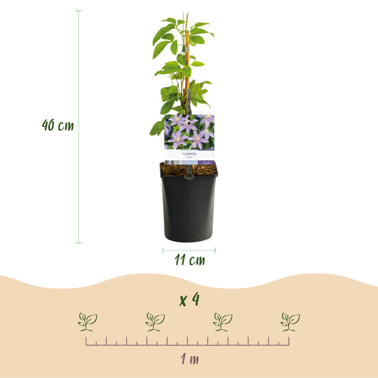 Clématite Justa : un plant en pot de 11 cm affichant 40 cm de hauteur, avec un schéma d'espacement de 1 mètre pour 4 plants.