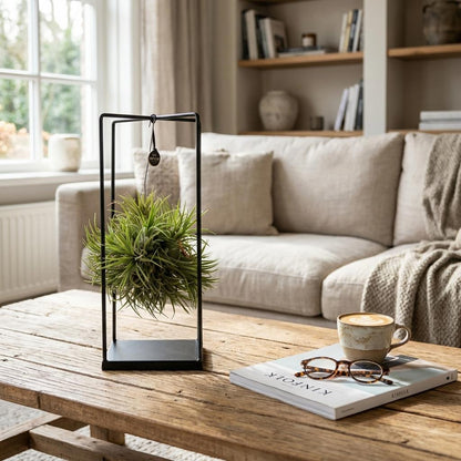 Tillandsia en situation dans un intérieur