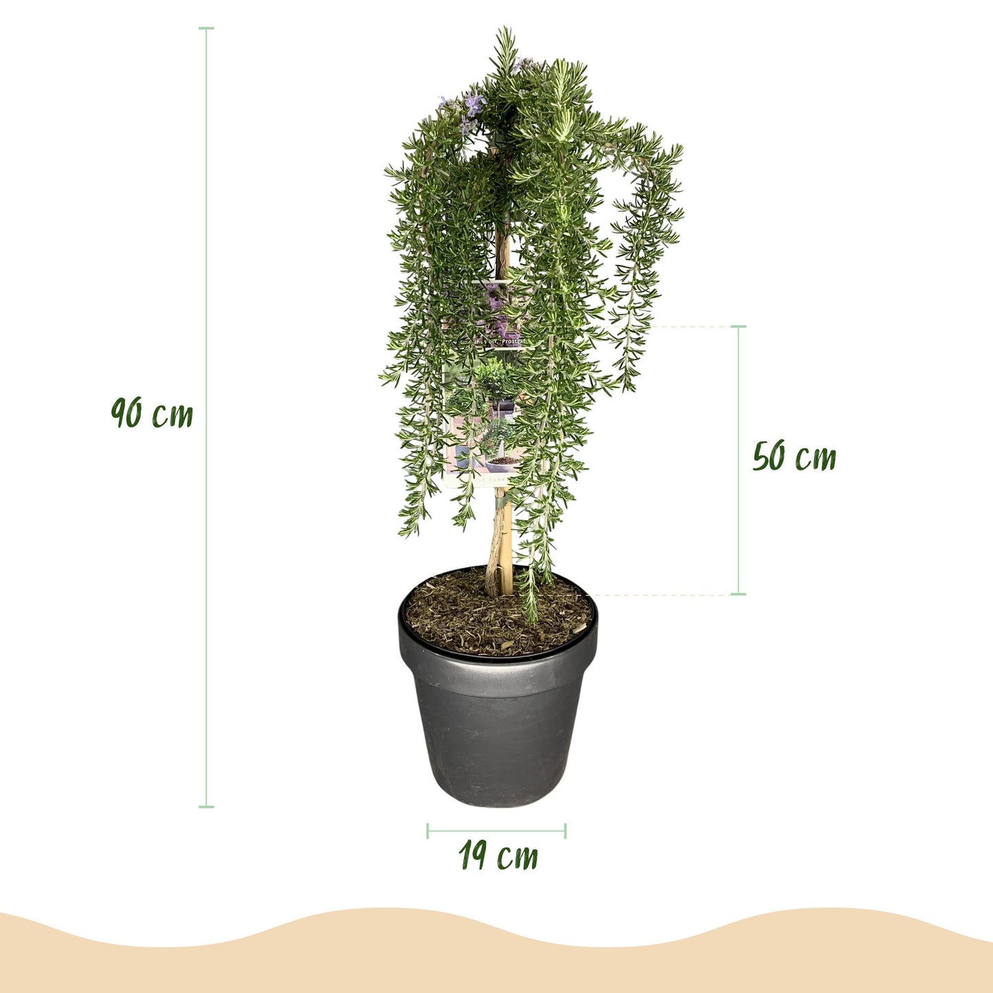 Romarin officinal Prostratus sur tige : infographie des dimensions de la plante en pot. Hauteur totale 90 cm, hauteur du feuillage 50 cm, di