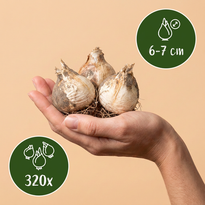 Bulbes d'Ail d'ornement 'Ping Pong' tenus dans une main, calibre 6-7 cm, lot de 320 bulbes.