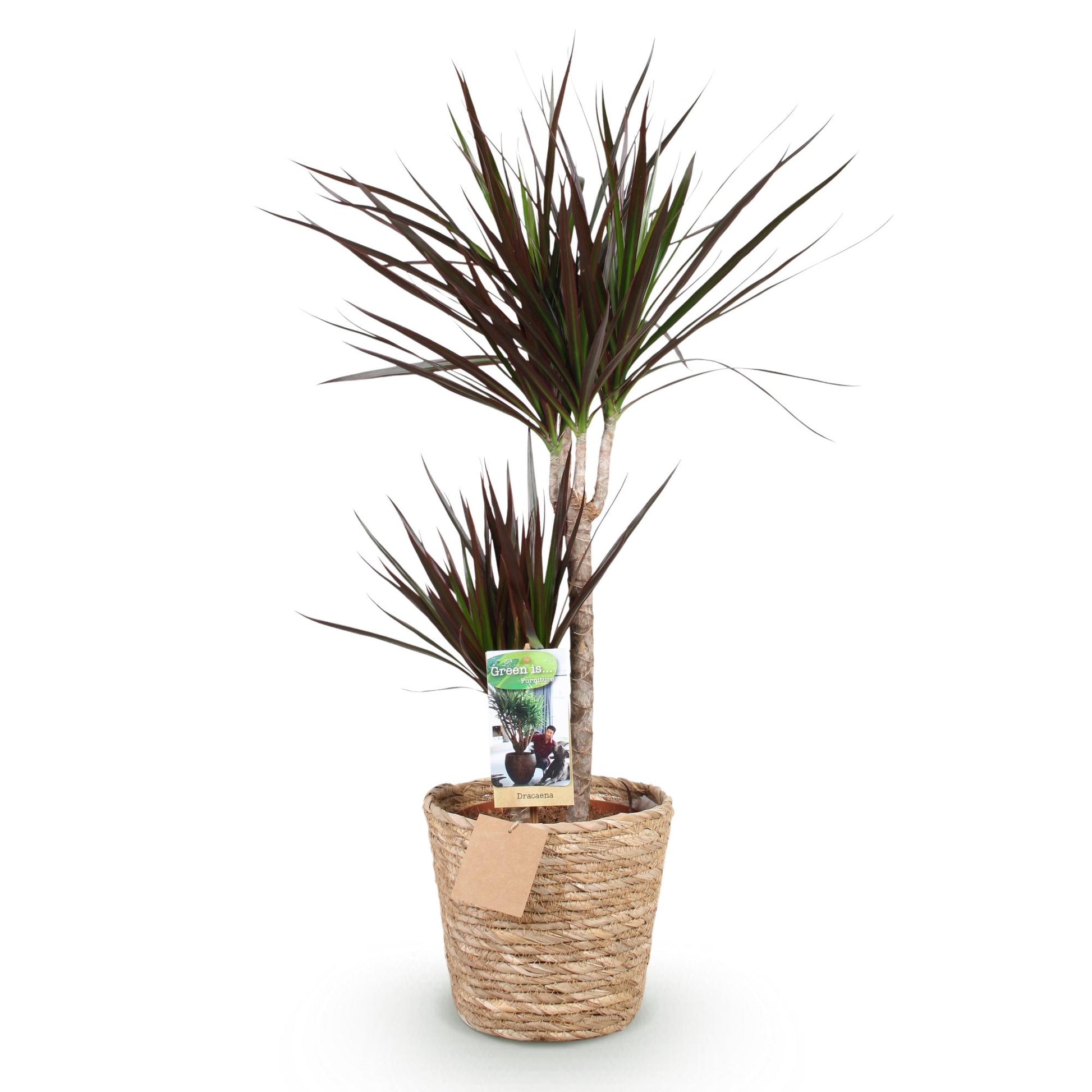 Plantes d'intérieur - Dracaena Magenta - Arbre à sang de dragon - Peu d'entretien - avec panier - Rouge - 1 Plante - Pot 21cm - Hauteur 90-100cm