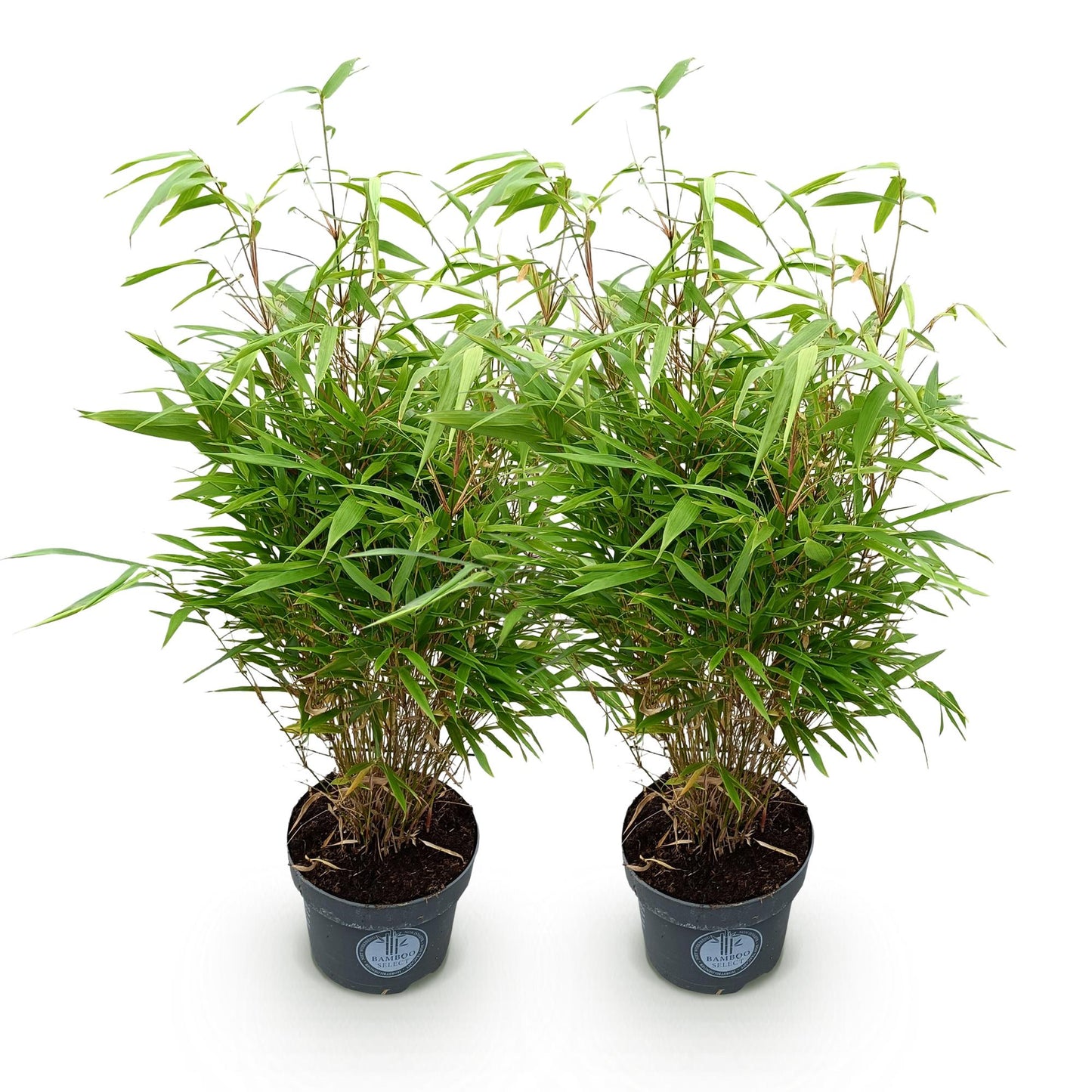 Fargesia Rufa, bambou non invasif, en lot de 2 plants en pot de 23cm et de 80cm de hauteur, sur fond blanc.