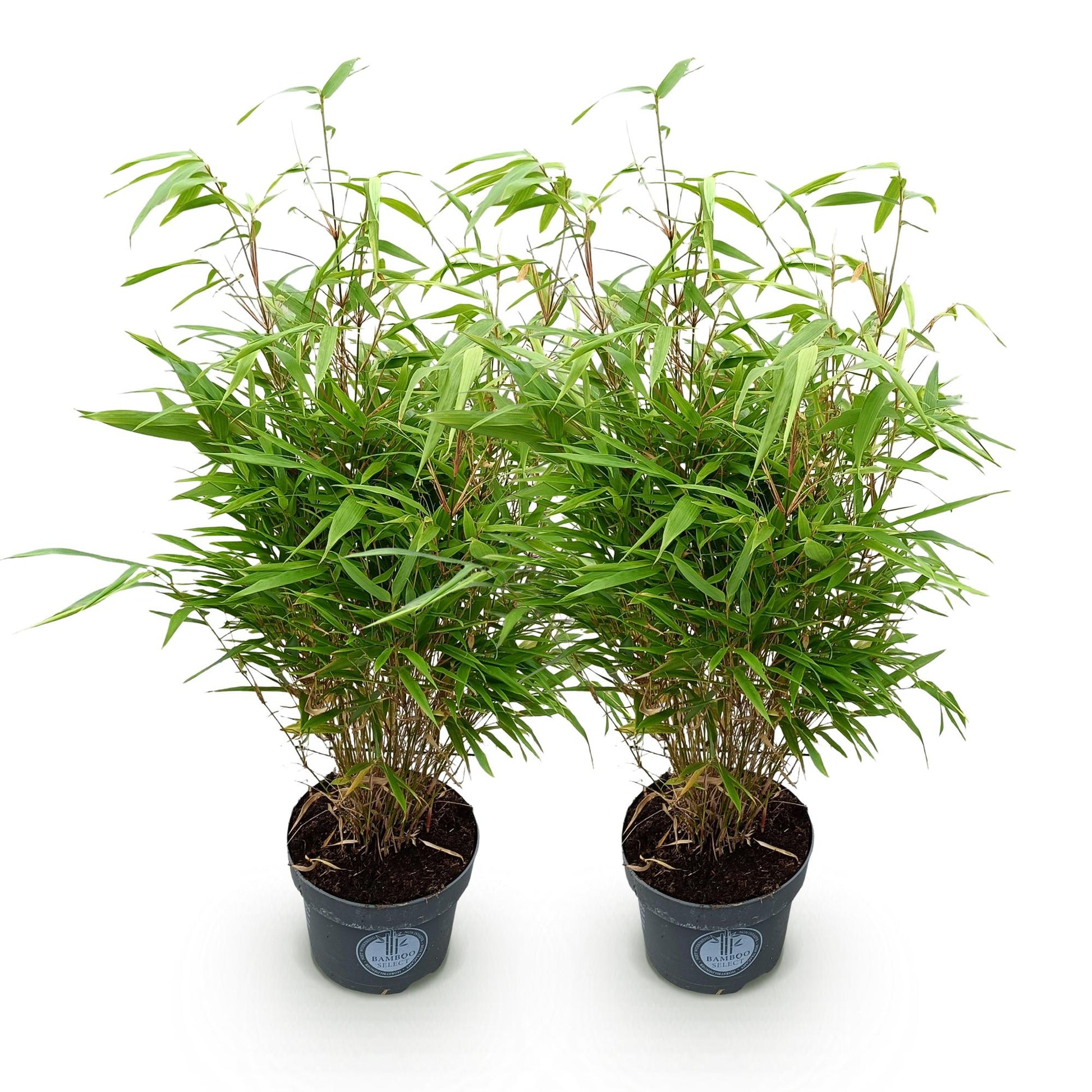 Fargesia Rufa, bambou non invasif, en lot de 2 plants en pot de 23cm et de 80cm de hauteur, sur fond blanc.