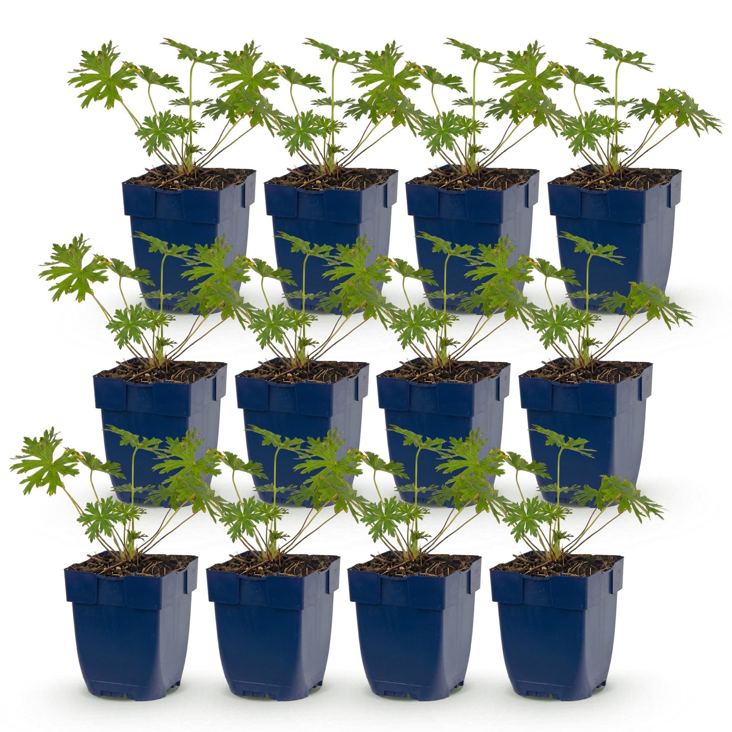 Géranium Johnson's Blue : douze jeunes plants en pots bleus, alignés sur un fond blanc, prêts à être plantés comme couvre-sol.