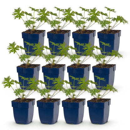 Géranium Johnson's Blue : douze jeunes plants en pots bleus, alignés sur un fond blanc, prêts à être plantés comme couvre-sol.