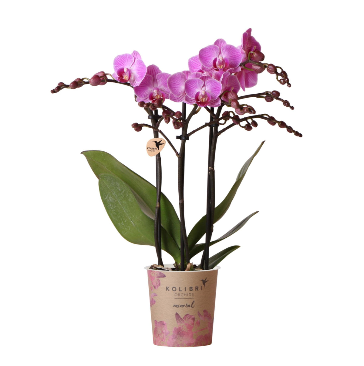 Orchidée Phalaenopsis violette et rose en pot