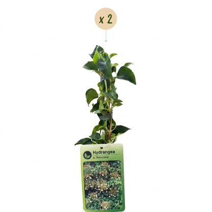 Hortensia grimpant (Hydrangea petiolaris) - grimpante fleurie pour l'ombre