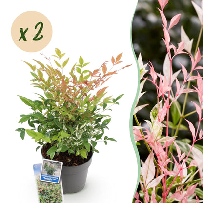 Nandina domestica Twilight : plant en pot sur fond blanc avec une étiquette, bulle "x2", et gros plan de feuillage rose.