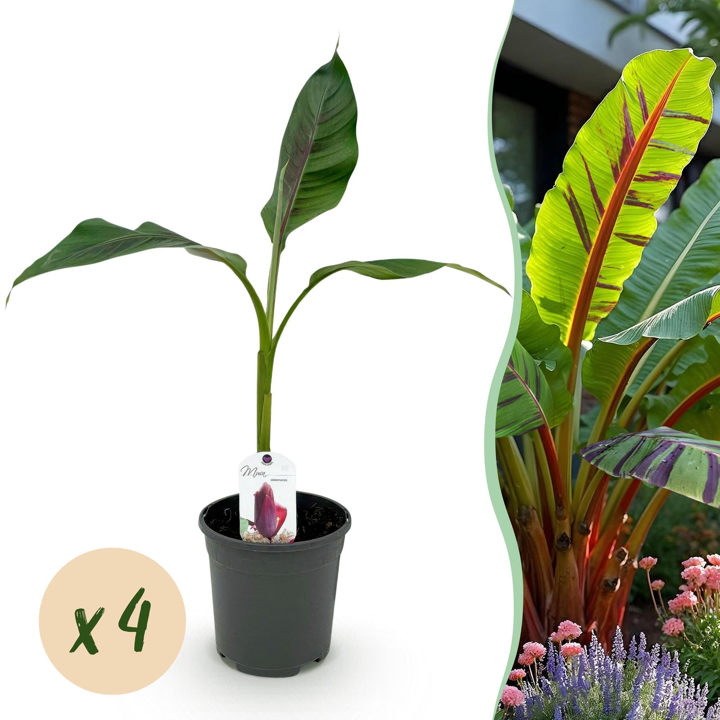 Musa sikkemensis Red Tiger. Plant de bananier rustique en pot avec pastille 'x4' et aperçu d'une haie luxuriante en arrière-plan.