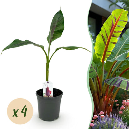 Musa sikkemensis Red Tiger. Plant de bananier rustique en pot avec pastille 'x4' et aperçu d'une haie luxuriante en arrière-plan.