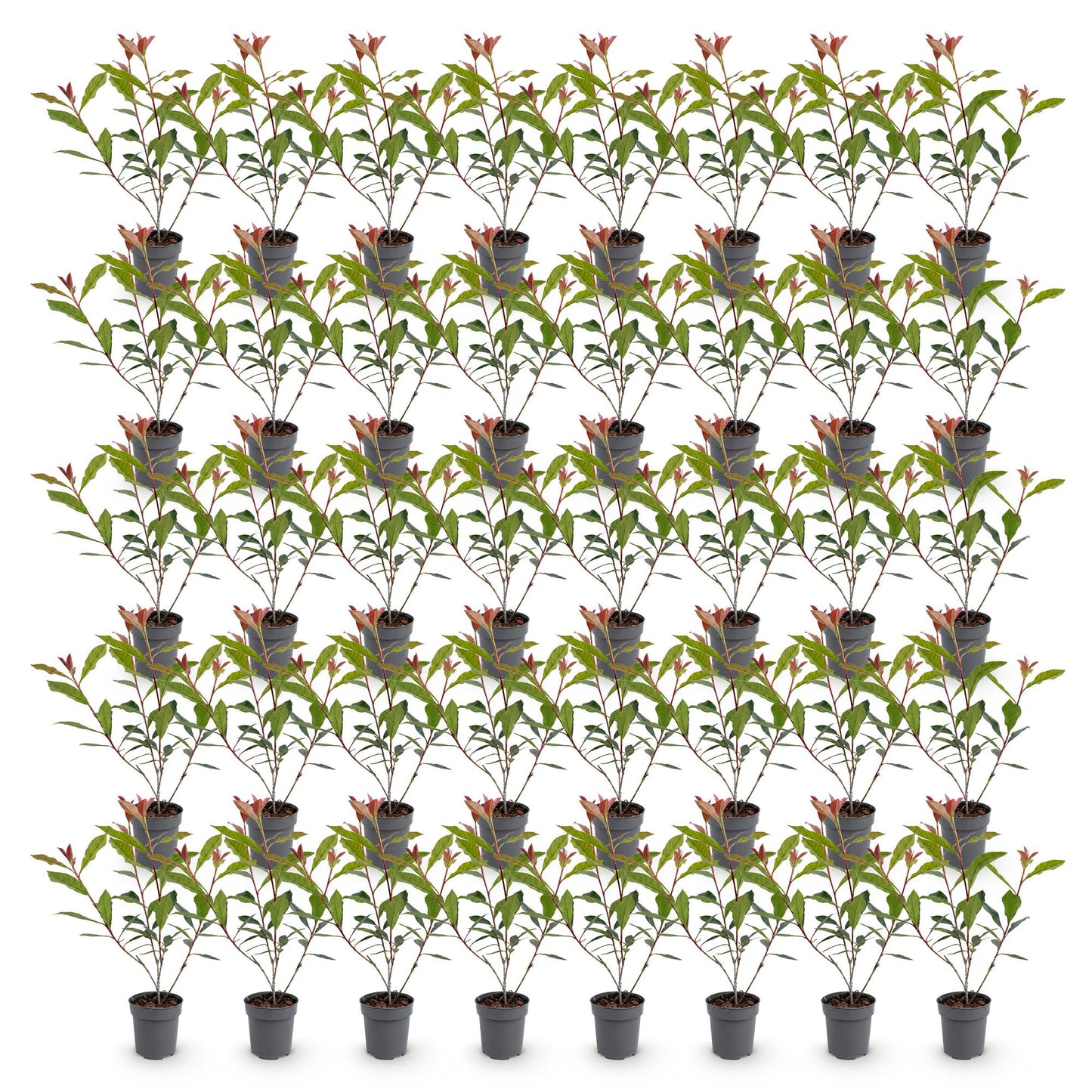 Photinia fraseri Carre Rouge en lot de plusieurs plants en pot de 9cm, avec des feuilles vertes et de jeunes pousses rouges, sur fond blanc.