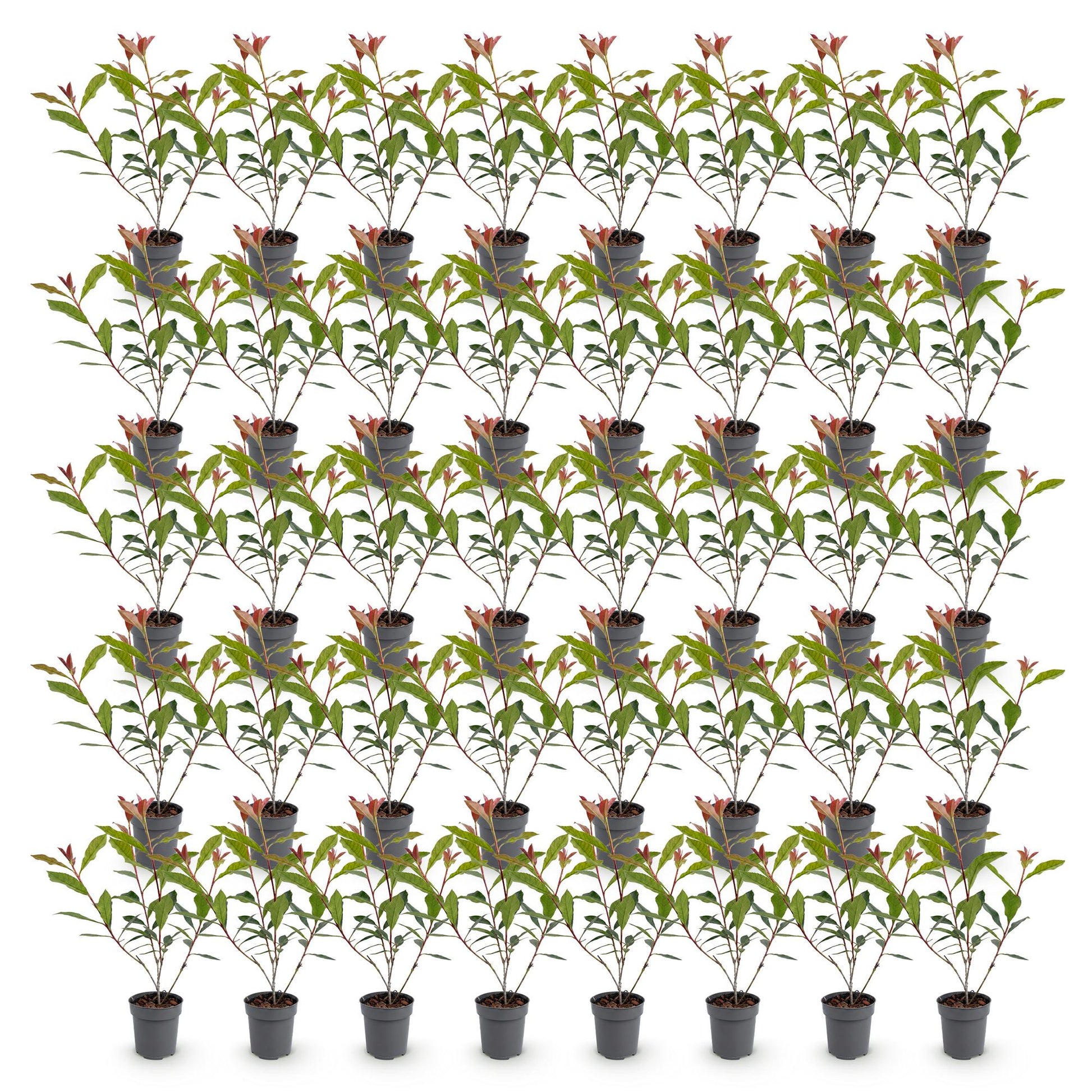 Photinia fraseri Carre Rouge en lot de plusieurs plants en pot de 9cm, avec des feuilles vertes et de jeunes pousses rouges, sur fond blanc.