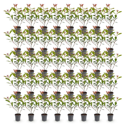 Photinia fraseri Carre Rouge en lot de plusieurs plants en pot de 9cm, avec des feuilles vertes et de jeunes pousses rouges, sur fond blanc.