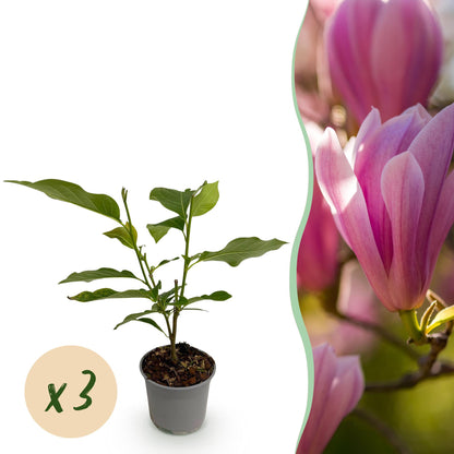 Magnolia Heaven Scent en pot, jeune plant feuillu, accompagné d'une bulle 'x 3' indiquant la quantité. Arrière-plan flou de fleurs roses.