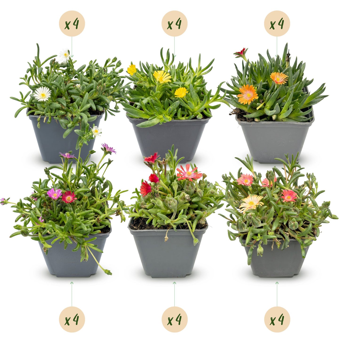 Delosperma mix, 6 jeunes plants avec des fleurs de différentes couleurs (rose, blanc, jaune, orange, rouge) dans leurs pots.