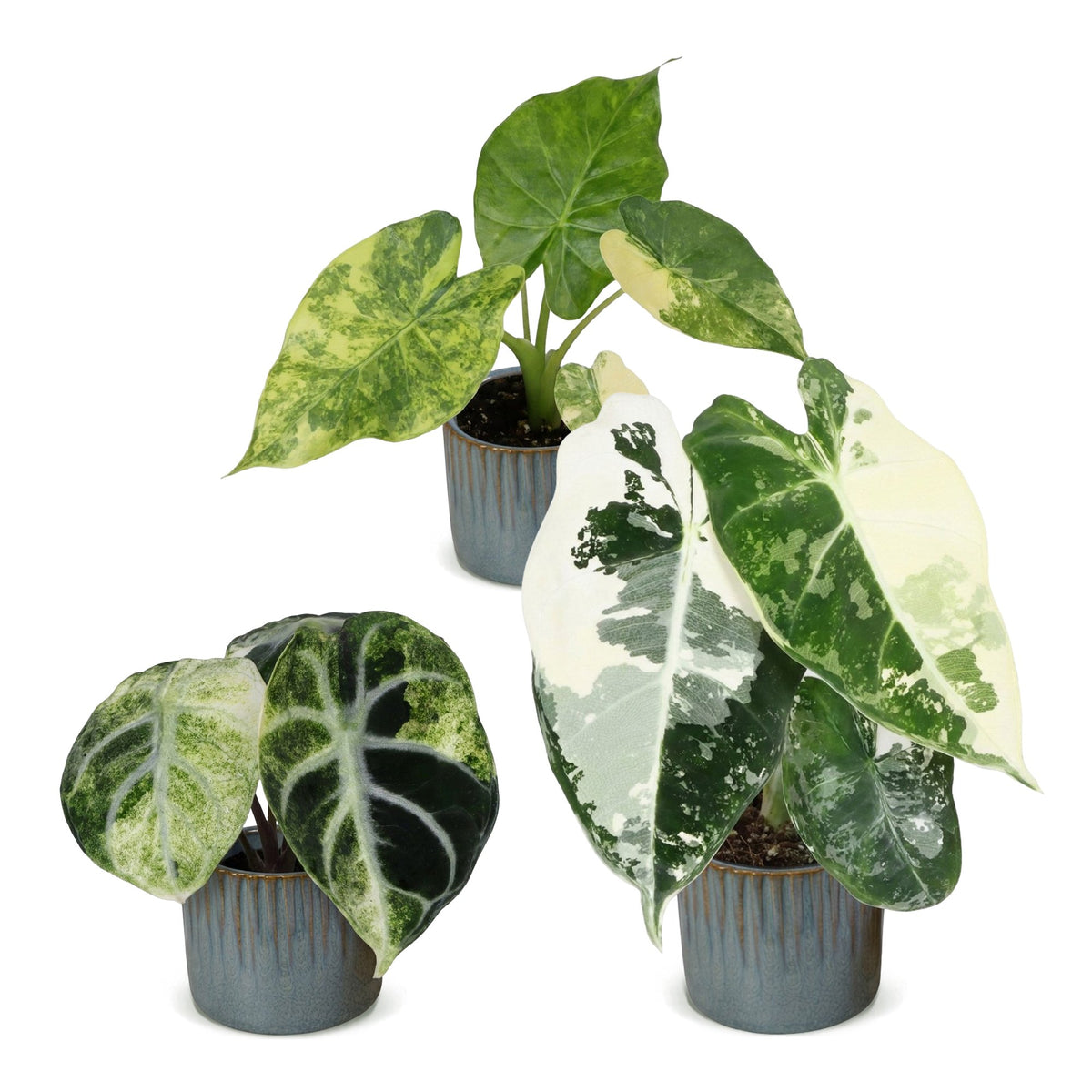 Bébés Alocasia panachés en pot de 6 cm, cache-pot bleu gris