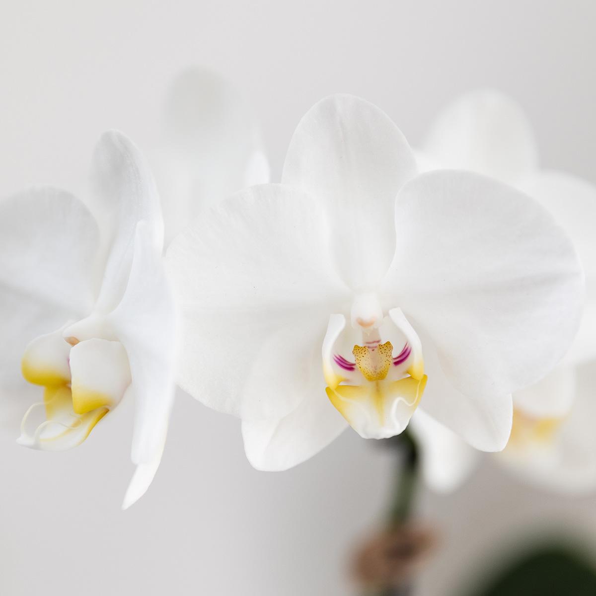 Orchidée Phalaenopsis blanche en pot