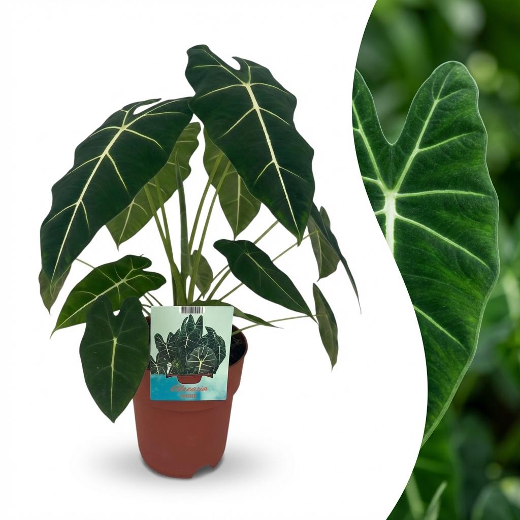 Plante d'intérieur - Oreille d'éléphant - Alocasia Frydek - Vert - Entretien facile - 1 Plante - Pot 19cm - Hauteur 60cm