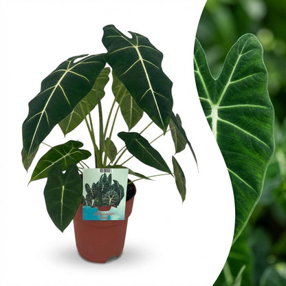 Plante d'intérieur - Oreille d'éléphant - Alocasia Frydek - Vert - Entretien facile - 1 Plante - Pot 19cm - Hauteur 60cm
