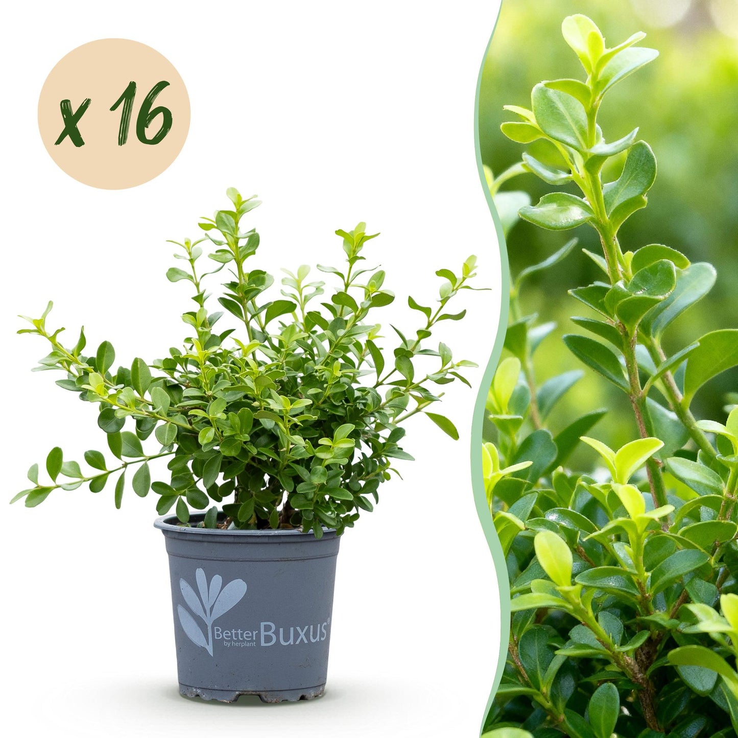 Buxus Babylon Beauty en pot, résistant à la maladie, avec une pastille "x 16" pour un lot de 16 plants, et une vue rapprochée de son feuilla