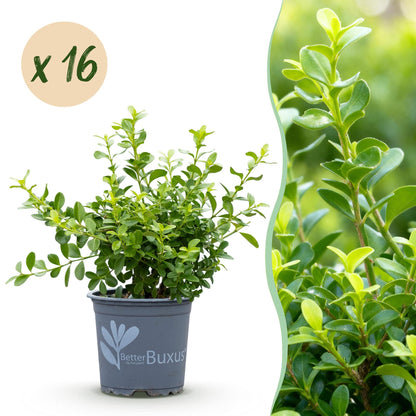 Buxus Babylon Beauty en pot, résistant à la maladie, avec une pastille "x 16" pour un lot de 16 plants, et une vue rapprochée de son feuilla