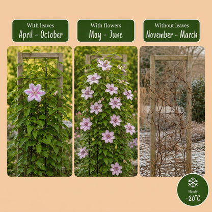 Clématite 'Nelly Moser' (Clematis) - grimpante à grandes fleurs rose barré de rose vif