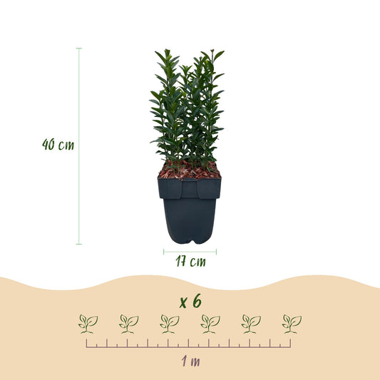 Euonymus japonica Green Spire : Schéma des dimensions (hauteur 40 cm, pot 17 cm) et de l'espacement de plantation pour un lot de 6 plantes s