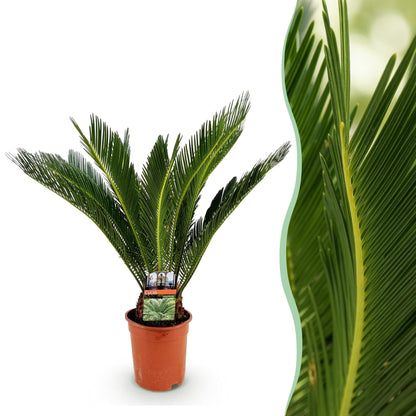 Image composée de deux photos : à gauche, un Cycas revoluta - Palmier en pot marron sur fond blanc ; à droite, un gros plan détaillé de son