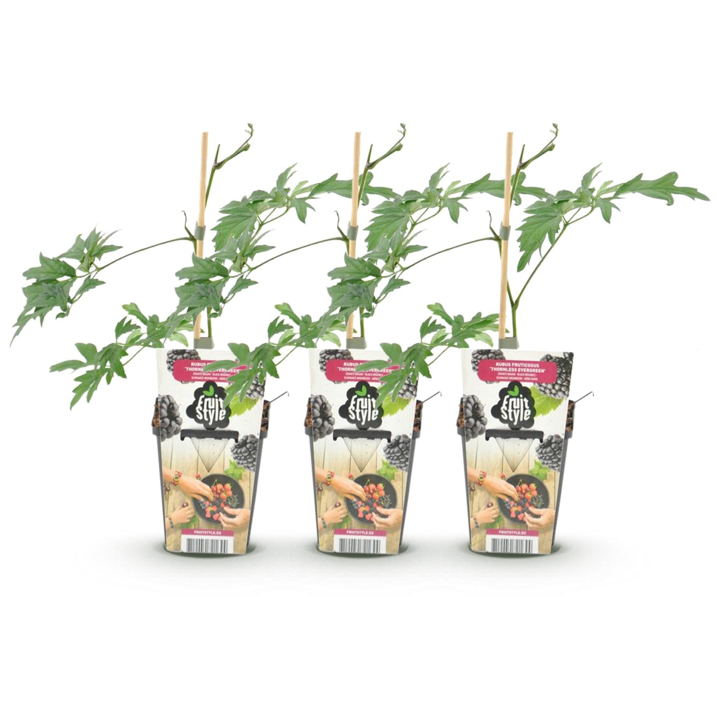 Ronce persistante Rubus Thornless Evergreen : Trois jeunes plants de ronce sans épines en pot de 9 cm, sur fond blanc. Prêts à planter.
