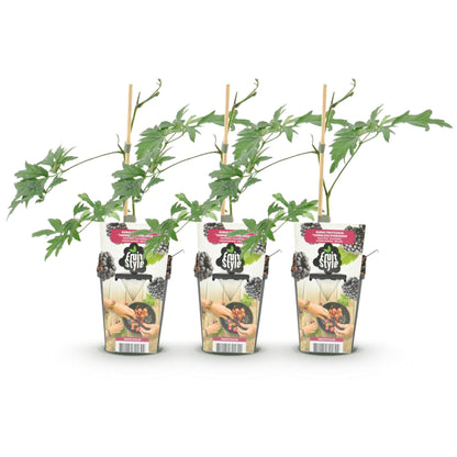 Ronce persistante Rubus Thornless Evergreen : Trois jeunes plants de ronce sans épines en pot de 9 cm, sur fond blanc. Prêts à planter.