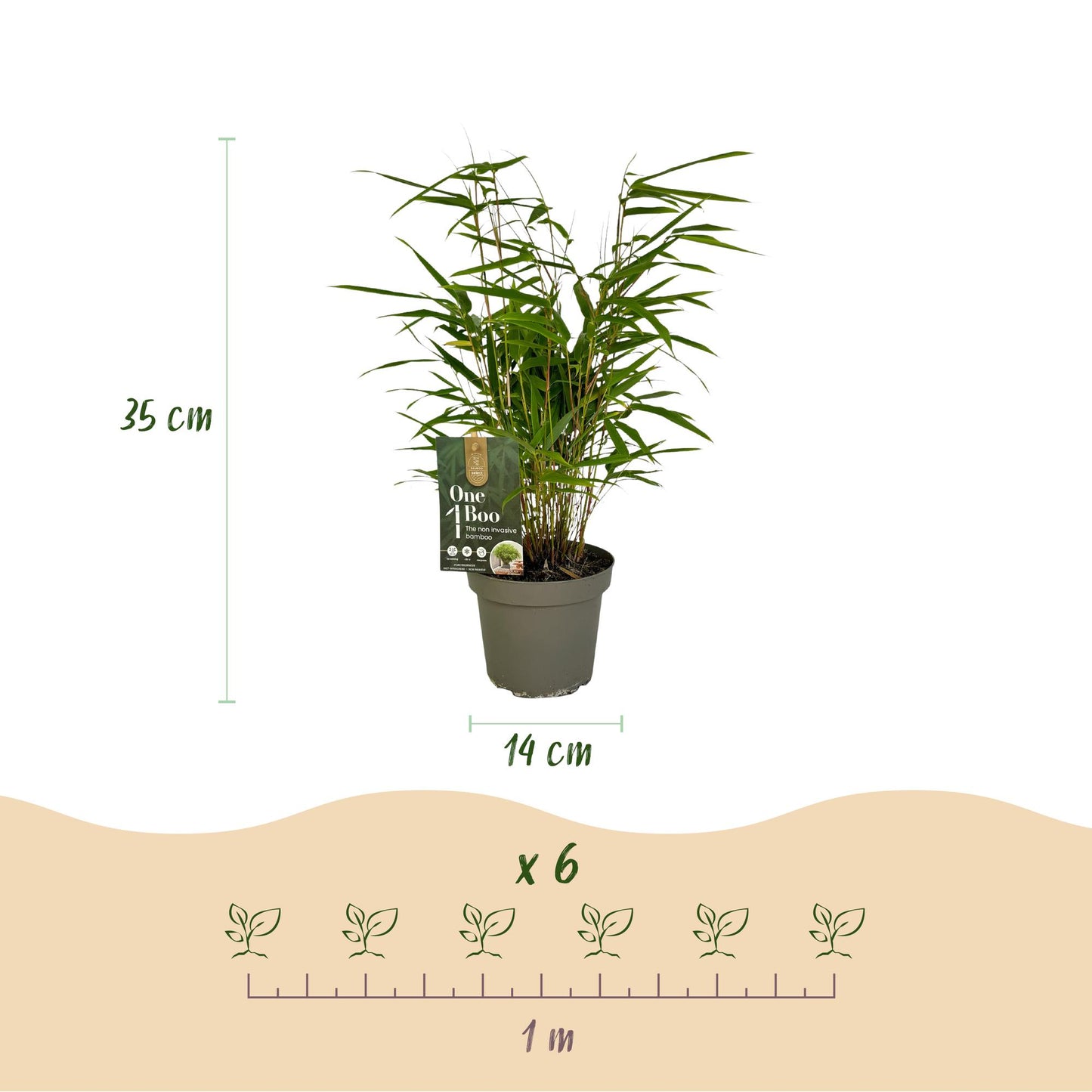 Bambou Fargesia Rufa. Infographie montrant un plant de bambou avec ses dimensions : hauteur 35 cm, pot 14 cm. Indique l'espacement de planta