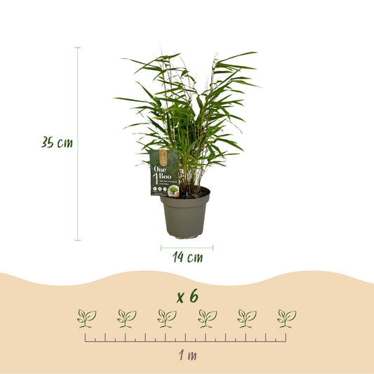 Bambou Fargesia Rufa. Infographie montrant un plant de bambou avec ses dimensions : hauteur 35 cm, pot 14 cm. Indique l'espacement de planta