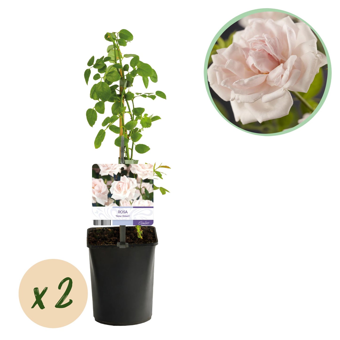Rosier grimpant Rosa New Dawn, un plant en pot avec son étiquette et un médaillon indiquant la quantité x2. En haut à droite, un gros plan d