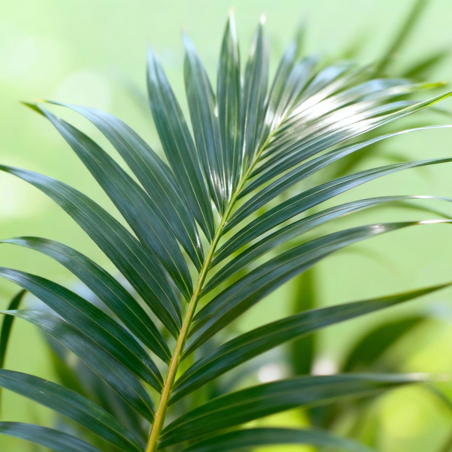 Plante d'intérieur - Howea Forsteriana - Palmier Kentia - Peu d'entretien - Vert - 1 plante - Pot 27cm - Hauteur 160-170cm