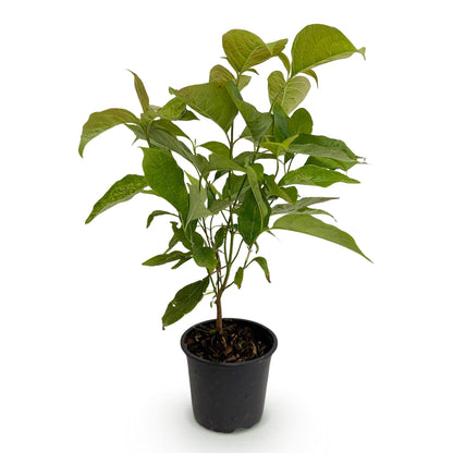 Cornus mas : jeune plant vert à feuilles caduques dans un pot noir, idéal pour un jardin à faible entretien, sur fond blanc.