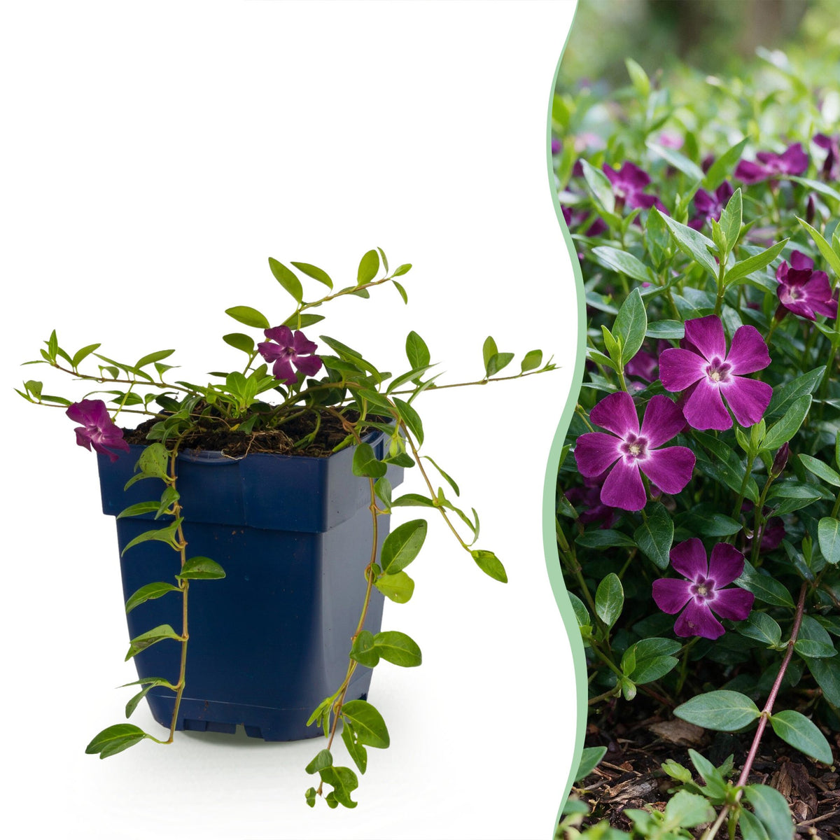 Petite pervenche 'Atropurpurea' en pot de 11 cm et détail du feuillage et des fleurs
