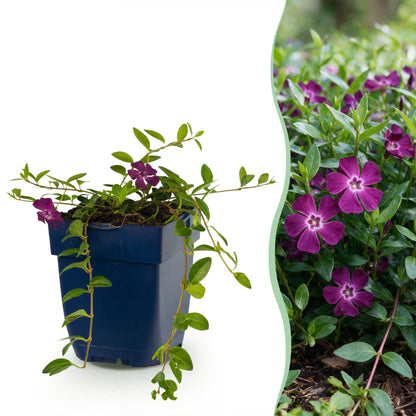 Petite pervenche 'Atropurpurea' en pot de 11 cm et détail du feuillage et des fleurs