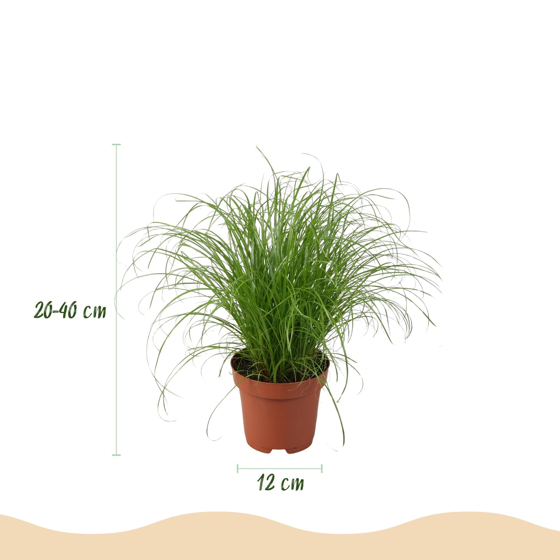 Plante d'intérieur - Chlorophytum - Cyperus - Phlebodium - Marantha - Mix de 4 - Plantes Amicales pour Animaux - Vert - 4 Plantes - avec Panier - Pot 12cm - Hauteur 25cm