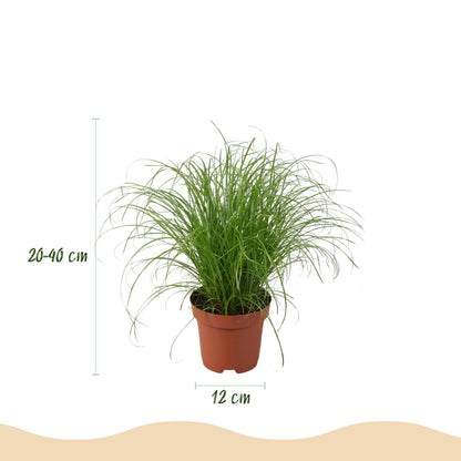 Plante d'intérieur - Chlorophytum - Cyperus - Phlebodium - Marantha - Mix de 4 - Plantes Amicales pour Animaux - Vert - 4 Plantes - avec Panier - Pot 12cm - Hauteur 25cm
