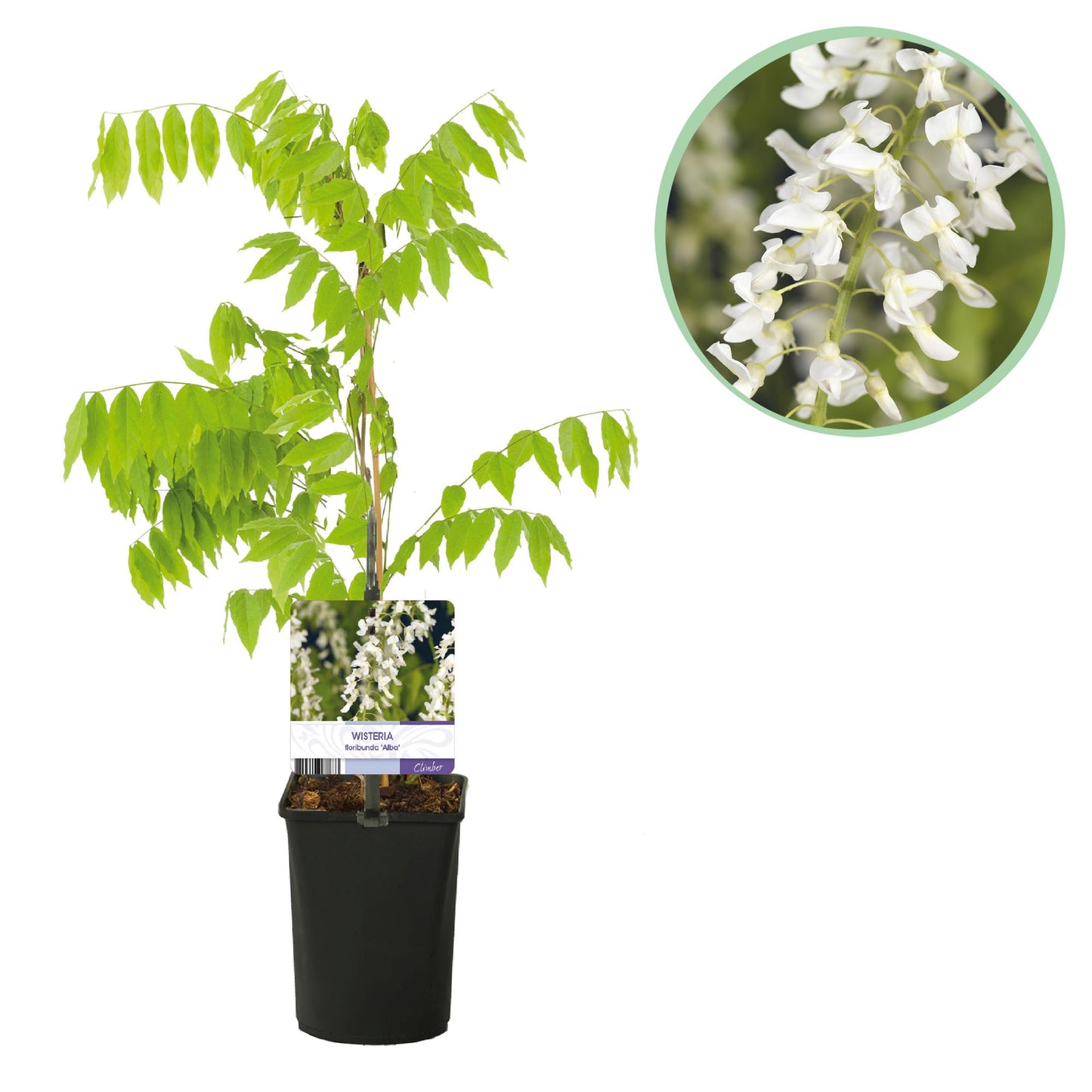 Glycine Wisteria floribunda Alba. Plant en pot sur fond blanc, avec un médaillon en haut à droite montrant ses grappes de fleurs blanches.