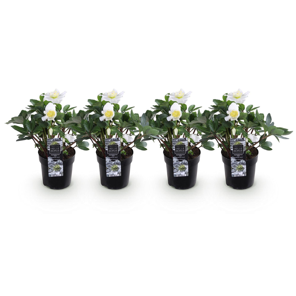 Rose de Noël 'Christmas Carol' - lot de 4 plants en pot de 10,5 cm