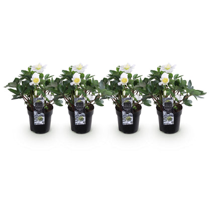 Rose de Noël 'Christmas Carol' - lot de 4 plants en pot de 10,5 cm