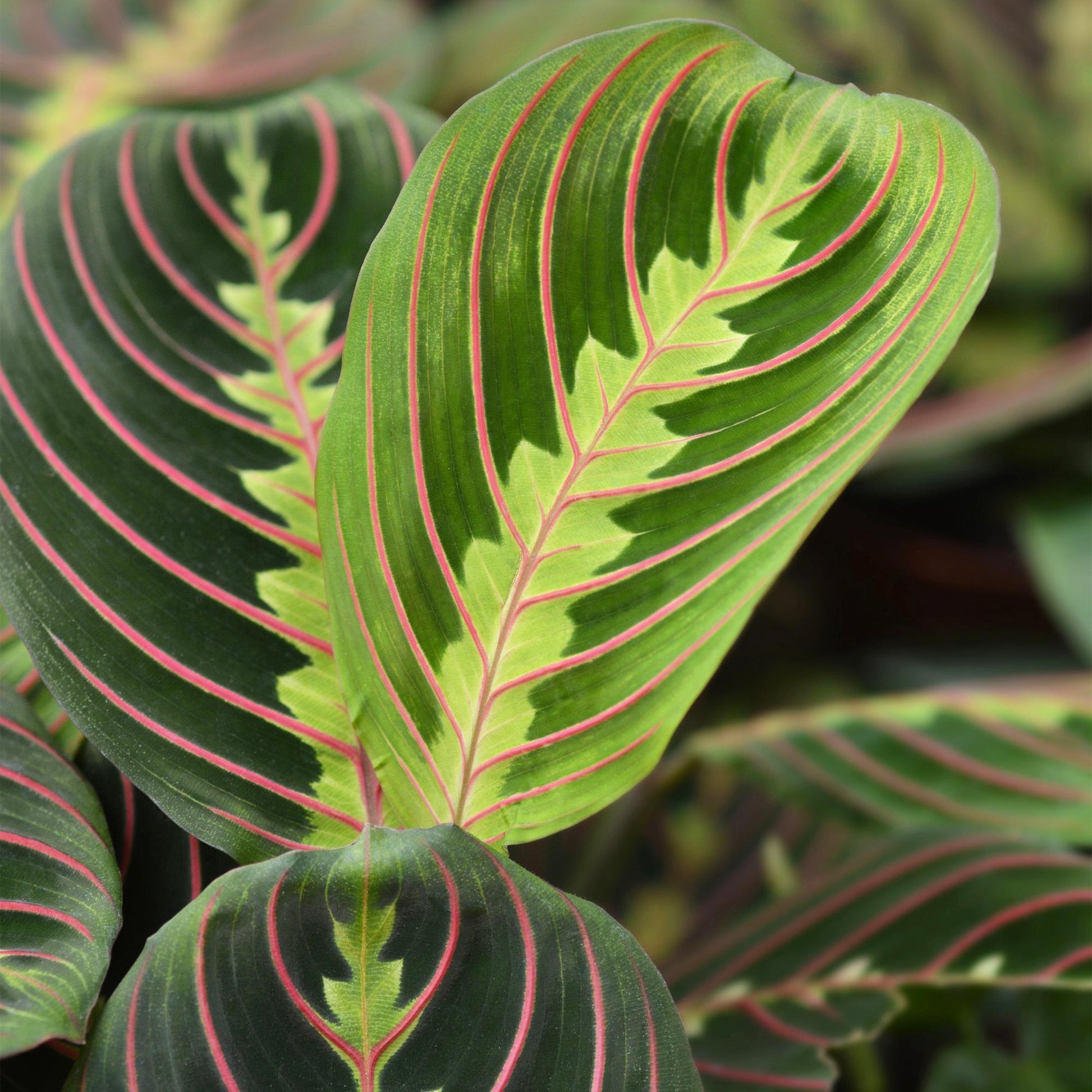 Plante d'intérieur - Maranta Fascinator Tricolour - Plante de prière - Plante amicale pour les animaux - Vert - 1 Plante - avec Potter Blanc - Pot 12cm - Hauteur 25cm